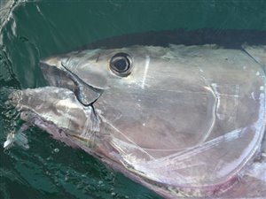 Atlantisk tun/blåfinnet tun (Thunnus thynnus ) - Fanget d. 28. august 2018. tunfiskeri