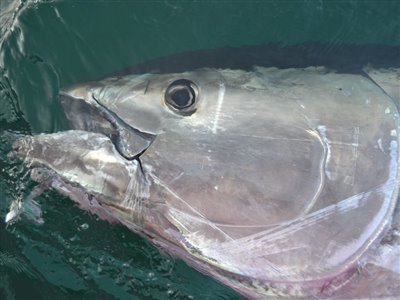 Atlantisk tun/blåfinnet tun (Thunnus thynnus ) Fanget ved medefiskeri.  Nordjylland, Skagen (Hav) tunfiskeri