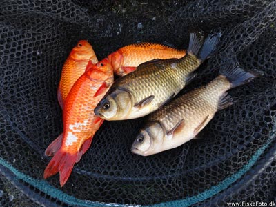 3 farvede guldfisk og 2 ikke farvede, dagens fangst :) Alle blev genudsat.