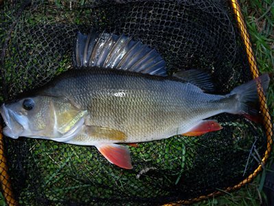 Aborre på 40 cm. og 830 gram. Fanget på en lille levende skalle fisket under flåd.