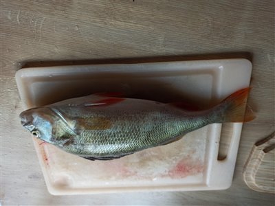Aborre (Perca fluviatilis) Fanget ved medefiskeri. 
Denne aborre blev hjemtaget. Østjylland, Tranbjerg sø (Sø / mose) aborrefiskeri, striber, rygfinne, regnorm, majs, spinner