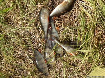 Aborre (Perca fluviatilis) Fanget ved medefiskeri. 
Denne fisk blev hjemtaget. Vest- og Sydsjælland, Lokal sø på midtsjælland (Sø / mose) aborrefiskeri, striber, rygfinne, regnorm, majs, spinner