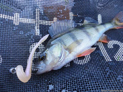 Aborre (Perca fluviatilis) Fanget ved spinnefiskeri.  Vestjylland, Klitsøen (Sø / mose) aborrefiskeri, striber, rygfinne, regnorm, majs, spinner
