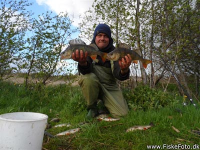 Aborre (Perca fluviatilis) Fanget ved medefiskeri. Et par gode aborre på ca 500 gram. Østjylland, privat sø (Sø / mose) aborrefiskeri, striber, rygfinne, regnorm, majs, spinner