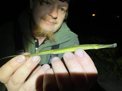 Almindelig tangnål (Syngnathus typhle) Fanget ved medefiskeri.  Nordjylland, (sted ikke oplyst) (Kyst) tangnålfiskeri