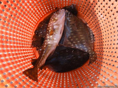 Dagens fangst. Ca. 4 torsk og 4 - 5 fladfisk blev genudsat af mig, da de var for små.