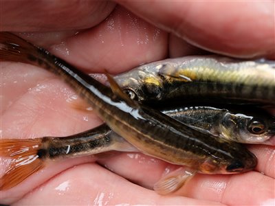 Elritse (Phoxinus phoxinus) Fanget ved medefiskeri.  Østjylland, (sted ikke oplyst) (Å / bæk) elritsefiskeri, lille, ørred
