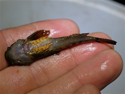 Finnestribet ferskvandsulk (Cottus poecilopus) Fanget ved medefiskeri.  Vestjylland, (sted ikke oplyst) (Å / bæk) ferskvandsulkefiskeri