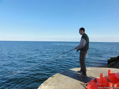 Fiskeri efter makrel på Hanstholm Havn.