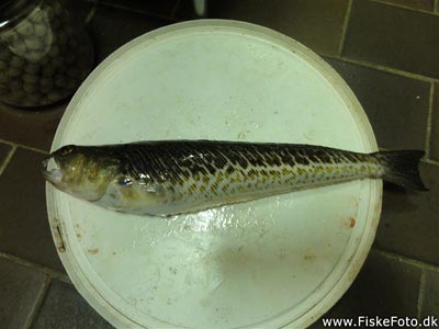 Fjæsing (Trachinus draco) Fanget ved spinnefiskeri. En rigtig god fjæsing! Østjylland, Djursland (Havn / mole) fjæsingefiskeri, giftig, bade, strand, grådig, varmt, vand