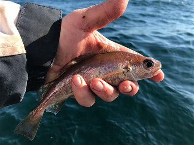 Glyse (Trisopterus minutus) Fanget ved medefiskeri. 
Denne glyse blev genudsat. Østjylland, (sted ikke oplyst) (Havn / mole) glysefiskeri, torskefisk