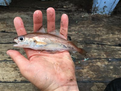 Glyse (Trisopterus minutus) Fanget ved pirkefiskeri.  Nordjylland, Herthas Flak (Hav) glysefiskeri, torskefisk