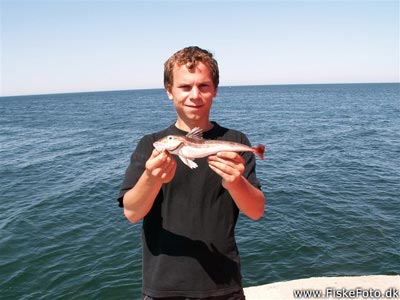 Grå knurhane (Eutrigla gurnardus) Fanget ved spinnefiskeri. En af mine første grå knurhaner. Nordjylland, Hanstholm Havn (Havn / mole) knurhanefiskeri