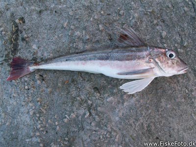 Grå knurhane (Eutrigla gurnardus) Fanget ved spinnefiskeri. En af mine første grå knurhaner. Nordjylland, Hanstholm Havn (Havn / mole) knurhanefiskeri
