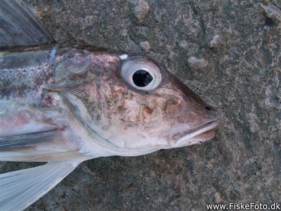 Grå knurhane (Eutrigla gurnardus) Fanget ved spinnefiskeri. Her ses knurhanens hoved. Nordjylland, Hanstholm Havn (Havn / mole) knurhanefiskeri