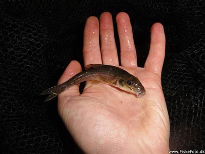Grundling (Gobio gobio) Fanget ved medefiskeri. En god art :) Østjylland, Skovsøen (Sø / mose) grundlingfiskeri, regnorm, enkeltkrog