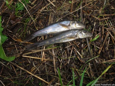 Grundling (Gobio gobio) Fanget ved medefiskeri. 2 af i alt 3 grundlinger. Østjylland, Skovsøen (Sø / mose) grundlingfiskeri, regnorm, enkeltkrog