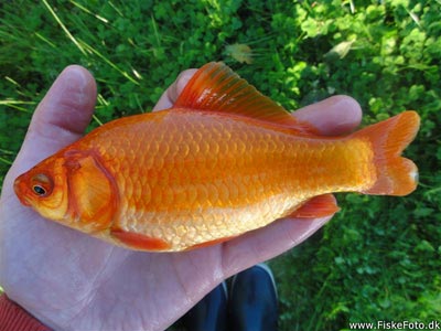 Guldfisk / sølvkarusse (Carassius auratus) Fanget ved medefiskeri.  Østjylland, dam ved Århus (Sø / mose) guldfiskefiskeri