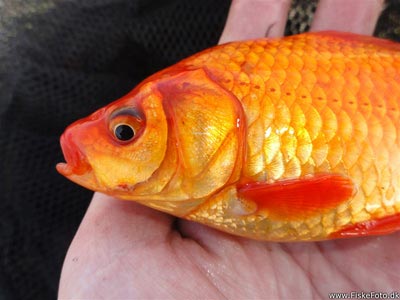 Guldfisk / sølvkarusse (Carassius auratus) Fanget ved medefiskeri. En lille og meget vinter-doven guldfisk :)
Denne guldfisk blev genudsat. Østjylland, dam ved Århus (Sø / mose) guldfiskefiskeri
