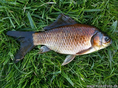 Guldfisk / sølvkarusse (Carassius auratus) Fanget ved medefiskeri. En guldfisk uden farve fanget i en dam i Århus.
Denne guldfisk blev genudsat. Østjylland, dam i Århus (Sø / mose) guldfiskefiskeri
