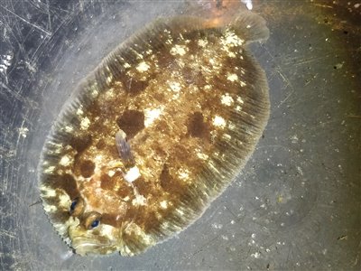 Hårhvarre (Zeugopterus punctatus) hårhvarrefiskeri, fladfisk, 