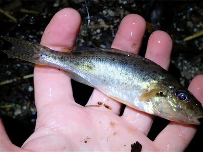 Hork (Gymnocephalus cernua) Fanget ved medefiskeri.  Østjylland, (sted ikke oplyst) (Sø / mose) horkfiskeri, aborre, lille, regnorm