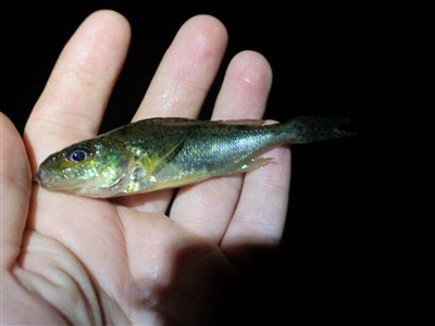 Hork (Gymnocephalus cernua) Fanget ved medefiskeri.  Vest- og Sydsjælland, Suså (Å / bæk) horkfiskeri, aborre, lille, regnorm