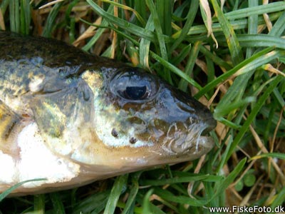 Hork (Gymnocephalus cernua) Fanget ved medefiskeri.  Østjylland, Gudenåen (Å / bæk) horkfiskeri, aborre, lille, regnorm