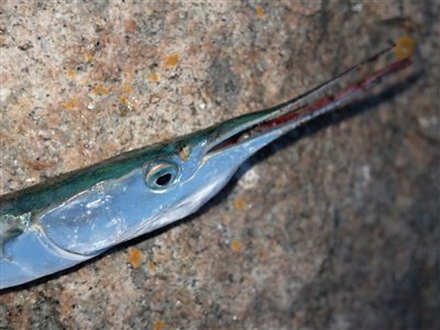 Hornfisk (Belone belone) Fanget ved spinnefiskeri. En sen hornfisk, som huggede da det var næsten helt mørkt. Nordjylland, Sæby (Havn / mole) hornfiskefiskeri, game fish, blink, silkekrog