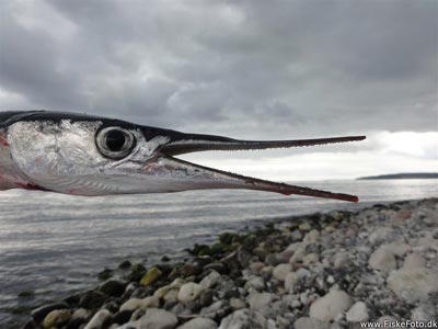 Hornfisk (Belone belone) Fanget ved spinnefiskeri. En hornfisk fra Djursland. Østjylland, Glatved Strand (Kyst) hornfiskefiskeri, game fish, blink, silkekrog