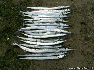 Hornfisk (Belone belone) Fanget ved medefiskeri.  Vestjylland, Hvide Sande (Havn / mole) hornfiskefiskeri, game fish, blink, silkekrog