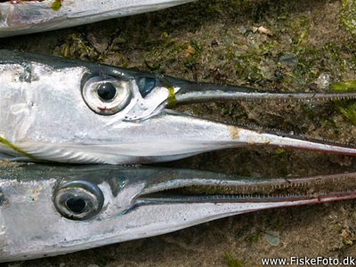 Hornfisk (Belone belone) Fanget ved medefiskeri. Hornfiskens spidse næb. Vestjylland, Hvide Sande (Havn / mole) hornfiskefiskeri, game fish, blink, silkekrog