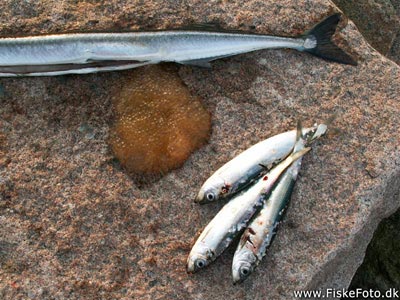 Hornfisk (Belone belone) Fanget ved medefiskeri.  Østjylland, Århus Havn (Havn / mole) hornfiskefiskeri, game fish, blink, silkekrog