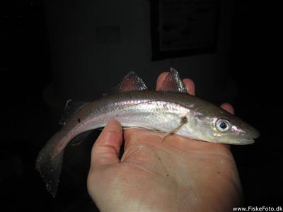 Hvilling (Merlangius merlangus) Fanget ved medefiskeri. 
Denne hvilling blev genudsat. Østjylland, Århus Havn (Havn / mole) hvillingefiskeri, sild, børsteorm, sandorm, spidse, tænder