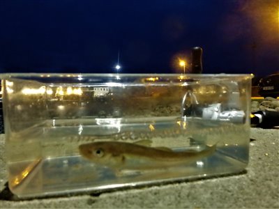 Hvilling (Merlangius merlangus) Fanget ved pirkefiskeri. 
Denne hvilling blev genudsat. Vestjylland, (sted ikke oplyst) (Havn / mole) hvillingefiskeri, sild, børsteorm, sandorm, spidse, tænder