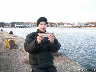 Hvilling (Merlangius merlangus) Fanget ved medefiskeri.  Østjylland, Århus Havn (Havn / mole) hvillingefiskeri, sild, børsteorm, sandorm, spidse, tænder
