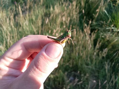 Jeg forsøgte mig med at bruge en græshoppe som agn, men det havde jeg ikke meget held med.