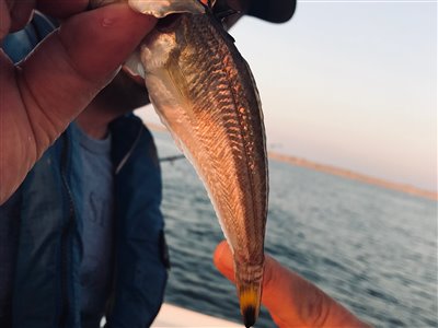 Lille fjæsing (Echiichthys vipera) Fanget ved pirkefiskeri. 
Denne lille fjæsing blev genudsat.
Dette er min første lille fjæsing. Vestjylland, (sted ikke oplyst) (Hav) fjæsingefiskeri, giftig