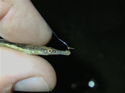 Lille tangnål (Syngnathus rostellatus) Fanget ved medefiskeri.  Østjylland, (sted ikke oplyst) (Havn / mole) tangnålfiskeri