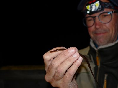 Lille tangnål (Syngnathus rostellatus) Fanget ved medefiskeri. 
Denne lille tangnål blev genudsat. Østjylland, (sted ikke oplyst) (Kyst) tangnålfiskeri