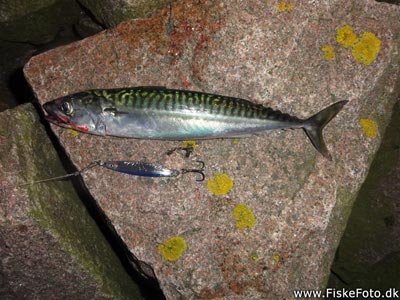 Makrel (Scomber scombrus) Fanget ved spinnefiskeri. Makrel fra Århus Havn.
Denne makrel blev hjemtaget. Østjylland, Århus Havn (Havn / mole) makrelfiskeri, makrelforfang, flue, flådfiskeri, minitun
