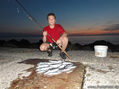Makrel (Scomber scombrus) Fanget ved spinnefiskeri. Ca. 25 makreller og lidt småsild. Vestjylland, Hvide Sande (Havn / mole) makrelfiskeri, makrelforfang, flue, flådfiskeri, minitun