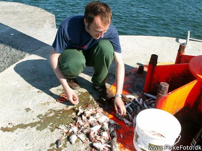Jeppe er igang med at rense dagens fangst af knurhaner og makrel.
