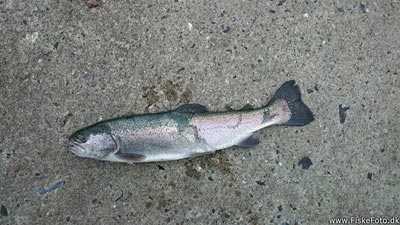 Regnbueørred (Oncorhynchus mykiss) Fanget ved medefiskeri. 
Denne regnbueørred blev hjemtaget. Lolland Falster, (sted ikke oplyst) (Havn / mole) regnbueørredfiskeri, dambrug, put and take, flue, regnorm, powerbait