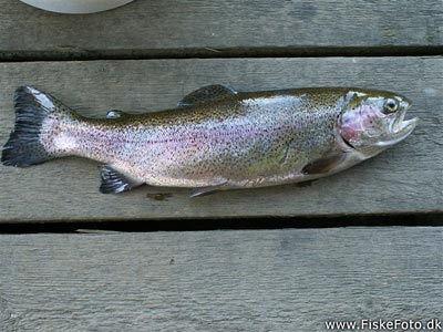 Regnbueørred (Oncorhynchus mykiss) Fanget ved fluefiskeri.  Vestjylland, (sted ikke oplyst) (Å / bæk) regnbueørredfiskeri, dambrug, put and take, flue, regnorm, powerbait