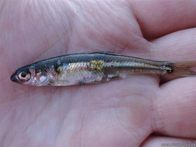 Regnløje (Leucaspius delineatus) Fanget ved medefiskeri. Ny art! :D Vestjylland, Klitsøen (Sø / mose) regnløjefiskeri, regnorm, lille