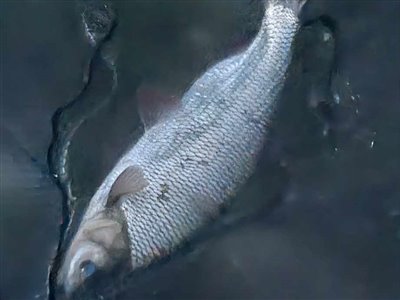 Rimte (Leuciscus idus) Fanget ved fluefiskeri. 
Denne fisk blev genudsat. Vest- og Sydsjælland, Køge bugt (Kyst) rimtefiskeri, brød