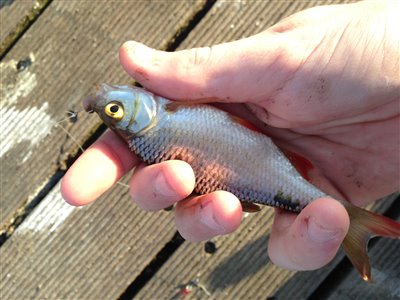 Rudskalle (Scardinius erythrophthalmus) Fanget ved medefiskeri. 
Denne rudskalle blev genudsat. Nordsjælland, (sted ikke oplyst) (Sø / mose) rudskallefiskeri, fredfisk, majs, brød