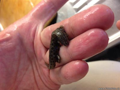 salamander fundet i en aborre...