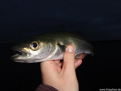 Sej / mørksej (Pollachius virens) Fanget ved medefiskeri. 
Denne sej / mørksej blev genudsat. Østjylland, Lillebælt ved Fredericia (Havn / mole) sejfiskeri, djursland, fight, sildeforfang